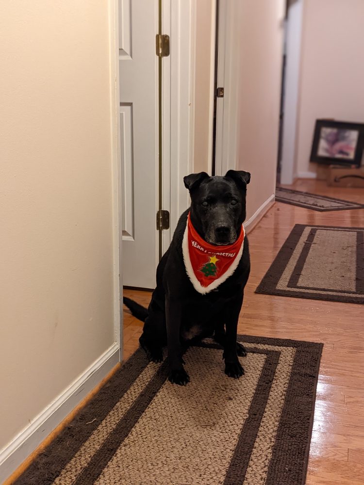 BARKING HOUND VILLAGE MARIETTA Updated September 2024 29 Photos