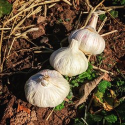 Big Elk Garlic Farm - Perfect