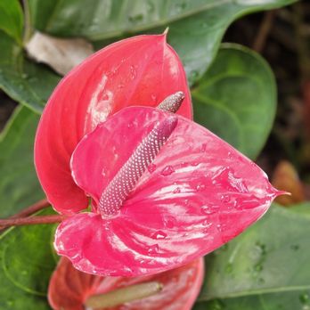 Myriad Botanical Gardens - Botanical Gardens Near Me - Oklahoma City, Oklahoma