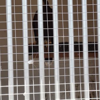 Raptor Ranch - Tethered down in extreme heat, no water, cage not cleaned - RV Parks Near Me - Williams, Arizona Raptor Ranch - Tethered down in extreme heat, no water, cage not cleaned - RV Parks Near Me - Williams, Arizona