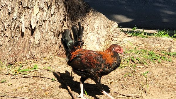 Acevedo's Hawaicano Cafe by null