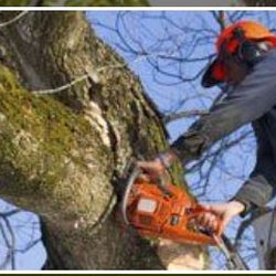 Cadieu Tree Experts