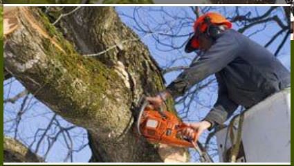 Cadieu Tree Experts - tree service in Charlotte, NC