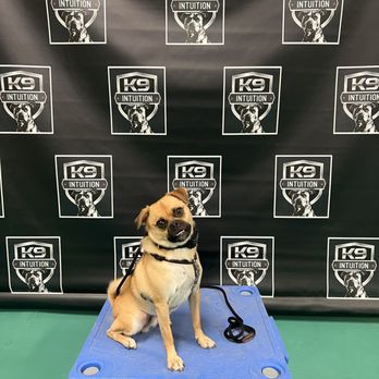 K9 Intuition Dog Training - Pet Training Near Me - Acton, California K9 Intuition Dog Training - Pet Training Near Me - Acton, California