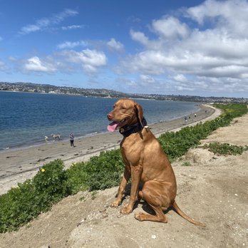 American Canine Training - Dog - Pet Training Near Me