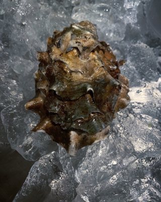 Tavern On Rush by null