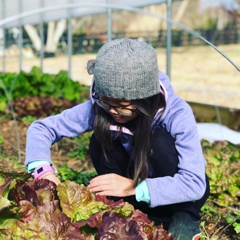 Red Thread Farm - Fruits & Veggies Near Me - Franklin, Tennessee Red Thread Farm - Fruits & Veggies Near Me - Franklin, Tennessee