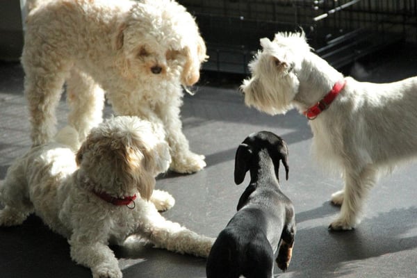 scampers dog daycare