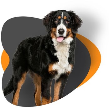 Suburban K9 Dog Training - Web-photo - Pet Training Near Me Suburban K9 Dog Training - Web-photo - Pet Training Near Me