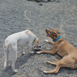 Little Bay Dog Run