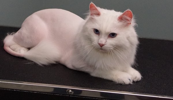 The Cat's Meow by null