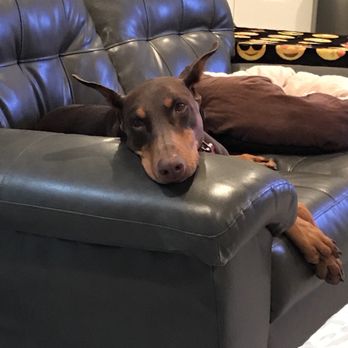 vca animal hospital north hills