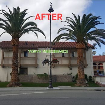 Tony’s Tree Service - Tree Services Near Me - San Jose, California Tony’s Tree Service - Tree Services Near Me - San Jose, California