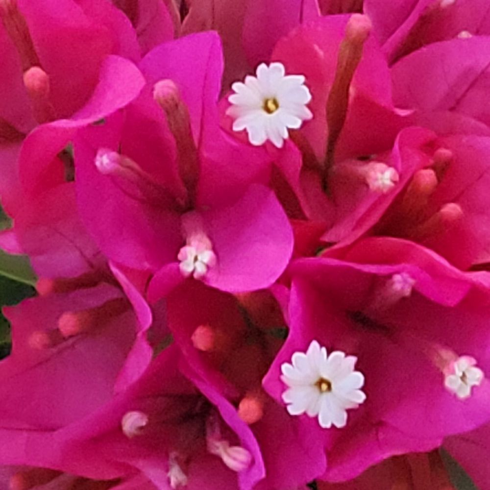 Luana's Coffee and Beer - More flowers - Food Trucks Near Me - Phoenix , Arizona Luana's Coffee and Beer - More flowers - Food Trucks Near Me - Phoenix , Arizona