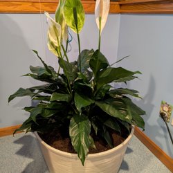 Flora Etc - Peace plant
