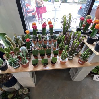 Plant Shoppe - Mini succulents - Nurseries & Gardening Near Me - San Antonio, Texas Plant Shoppe - Mini succulents - Nurseries & Gardening Near Me - San Antonio, Texas