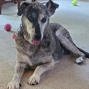 Brookside Barkery & Bath - Shawnee - My senior rescue who loves to visit her groomer. - Pet Stores Near Me - Shawnee, Kansas Brookside Barkery & Bath - Shawnee - My senior rescue who loves to visit her groomer. - Pet Stores Near Me - Shawnee, Kansas