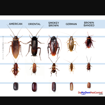 Willie G Pest Control - Pest Control Near Me Willie G Pest Control - Pest Control Near Me