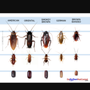 Photo of Willie G Pest Control