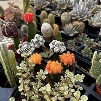 Fuller's Nursery - Nurseries & Gardening Near Me - Greenville, Texas Fuller's Nursery - Nurseries & Gardening Near Me - Greenville, Texas