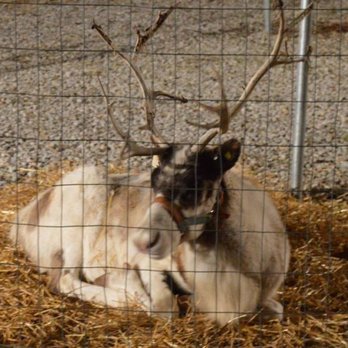 Creative Landscapes & Garden Center - a deer laying in hay - Landscaping Near Me - Fairview Heights, Illinois Creative Landscapes & Garden Center - a deer laying in hay - Landscaping Near Me - Fairview Heights, Illinois