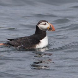 The Natural History Center - Atlantic Puffins seen on a recent tour.