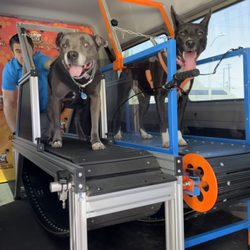 Bark N' Roll - Daisy and Rosie about to have the best time ever