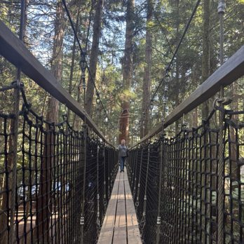 Redwoods Treewalk & Nightlights - Tree walk - Parks Near Me - Rotorua, BOP
