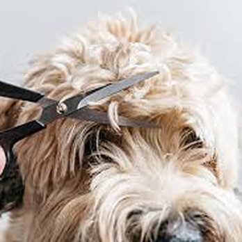 Barking Bubbles - Pet Groomers Near Me - belchertown, Massachusetts