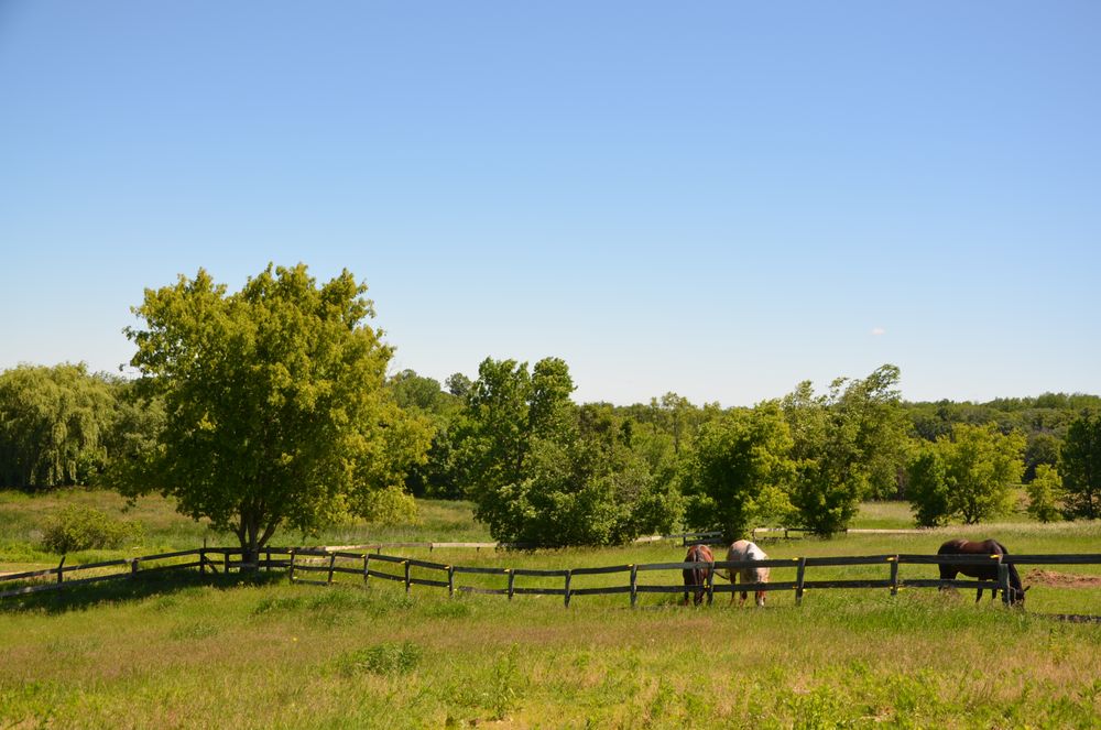 JW Equestrian - equestrian in Prior Lake, MN