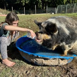 Farmer George - Little girl with her pet pig mistakenly killed by thisbutcher