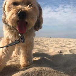 Benji enjoying his walk with Pit Stop Dog Walking & Pet Care!