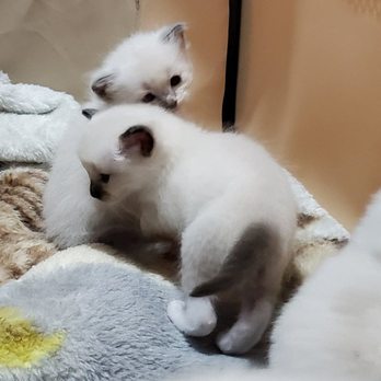 Meow City Ragdoll - Pet Breeders Near Me Meow City Ragdoll - Pet Breeders Near Me