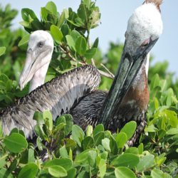 Yucatan Outdoors - Sian Ka'an Kayak & Snorkel Tour