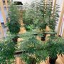 Photo of Cannabis Innovations