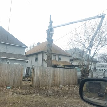 Black Cherry Tree Service - Oak tree removal - Tree Services Near Me