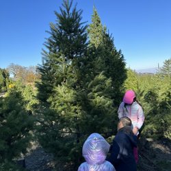 Sunset Tree Farm