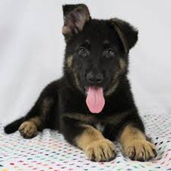 Rustic Mountain Puppies - German Shepherd Puppy RusticMtnpups.com Rustic Mountain puppies Missouri - Pet Breeders Near Me Rustic Mountain Puppies - German Shepherd Puppy RusticMtnpups.com Rustic Mountain puppies Missouri - Pet Breeders Near Me