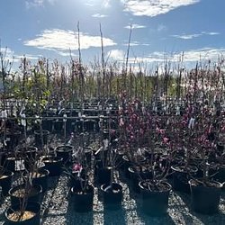 Dill's Greenhouse