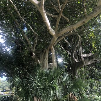 Historic Banyan Trees - Landmarks & Historical Buildings Near Me - Palm Beach Gardens, Florida