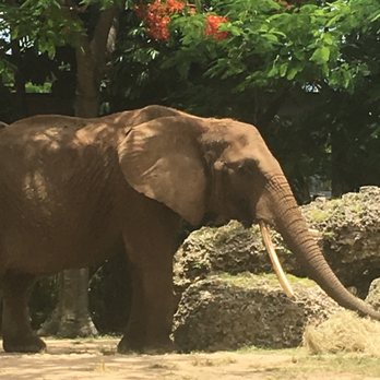 Zoo Miami - Elephant, awesome - Zoos Near Me - Miami, Florida Zoo Miami - Elephant, awesome - Zoos Near Me - Miami, Florida