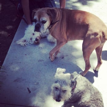 Camp Cammie - Showing him to be submissive and that is ok to be around other dogs. - Dog Walkers Near Me - Long Beach, California Camp Cammie - Showing him to be submissive and that is ok to be around other dogs. - Dog Walkers Near Me - Long Beach, California