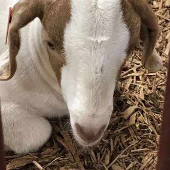 Ohio State Fair - Just beautiful! - Festivals Near Me - Columbus, Ohio