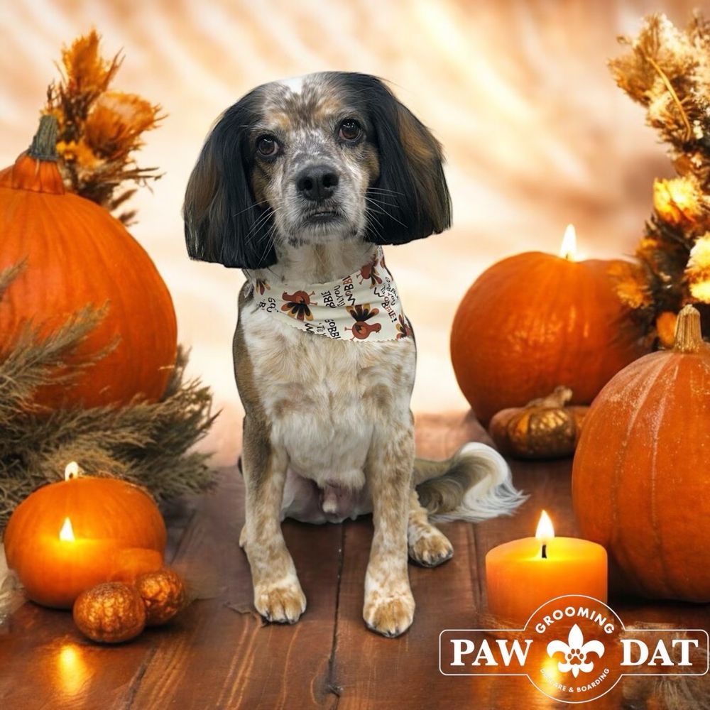 Paw Dat - pet boarding facility in Metairie, LA