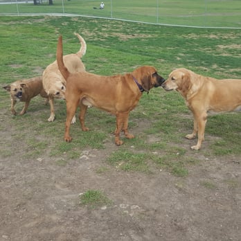 ZBonz Dog Park - Smell a butt Make a friend! - Dog Parks Near Me - Fort Worth, Texas ZBonz Dog Park - Smell a butt Make a friend! - Dog Parks Near Me - Fort Worth, Texas