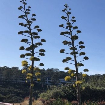 Torrey Pines State Reserve - American Agave, 'Century Plant's' amazing blooms ~ 2.22.2019 - Parks Near Me - La Jolla, California