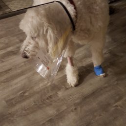 cone of shame not liked and they helped with meds to control stress