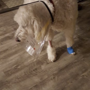 Keys Animal Care Center - cone of shame not liked and they helped with meds to control stress - Veterinarians Near Me - Key West, Florida