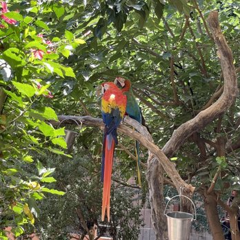 Wildlife Learning Center - Parrots, so cute. - Zoos Near Me - Sylmar, California