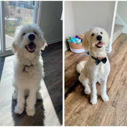 I'm in Doggy Heaven Daycare and Spa - Before and after!! They did this in about two and a half hours!